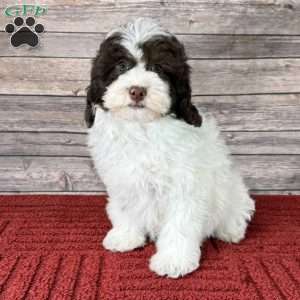 Sydney, Mini Bernedoodle Puppy